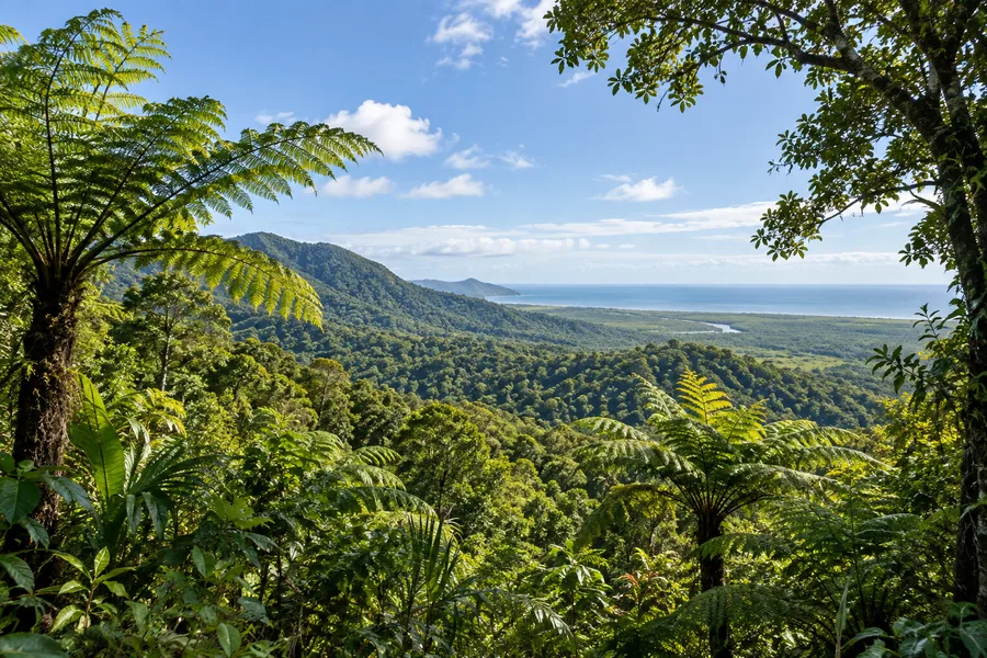 Foresta pluviale di Daintree con clima più fresco e asciutto