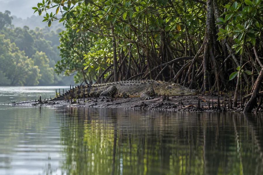 Coccodrillo marino accanto alle mangrovie del fiume Daintree