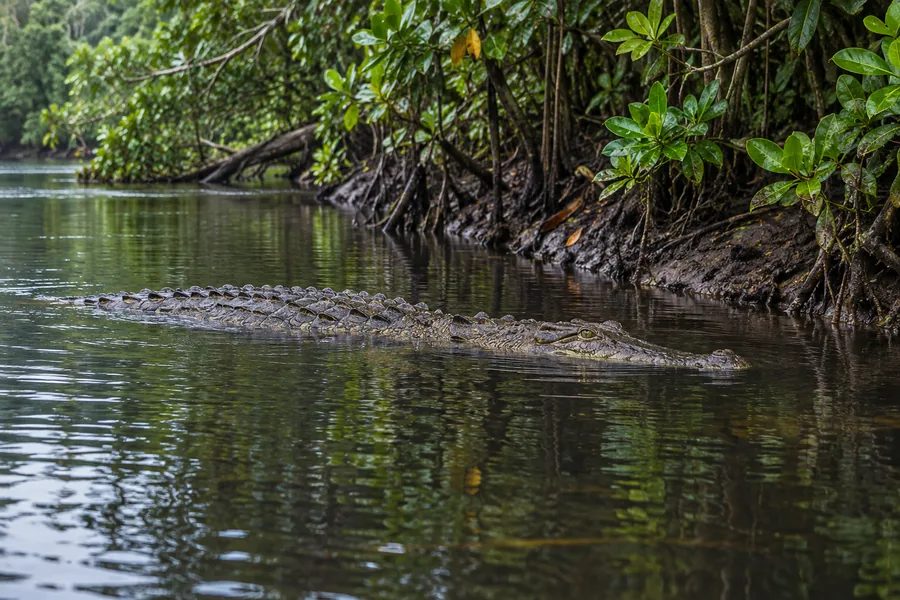 Coccodrillo marino parzialmente immerso presso una riva coperta di mangrovie del fiume Daintree